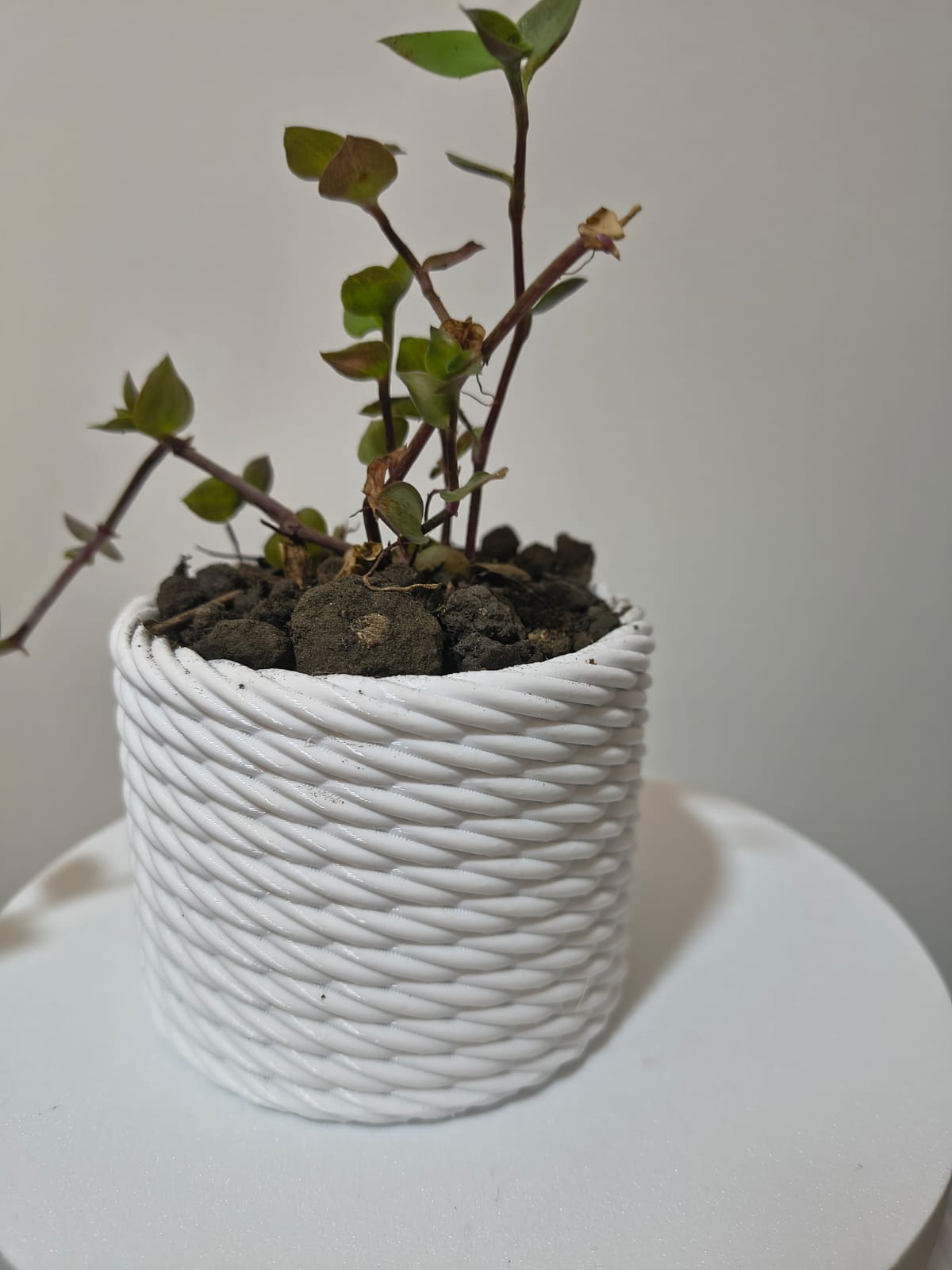 Vaso de suculenta impresso em 3D